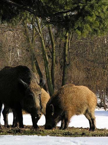  Image name: 11 Cinghiale.jpg 
 width: 370 pixel 
 height: 493 pixel 
 Size: 35119 bytes 
 Click to enlarge 